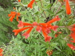 Bouvardia ternifolia