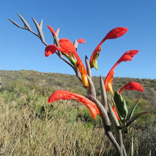 Image of Pouch Pypie (Gladiolus saccatus) by (c) Kevin Murray, some rights reserved (CC BY)