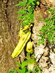 Parmentiera aculeata