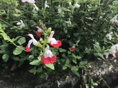 Salvia × jamensis