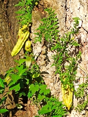 Parmentiera aculeata