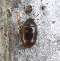 Litargus tetraspilotus