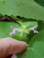 Stachys mexicana