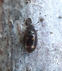 Litargus tetraspilotus