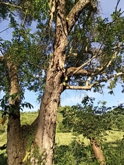 Parmentiera aculeata