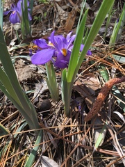 Iris verna