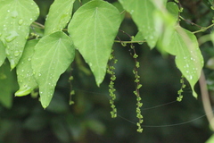 Cyclea hypoglauca