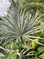 Agave tequilana