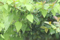 Cyclea hypoglauca