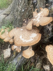 Cerioporus squamosus