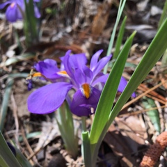 Iris verna