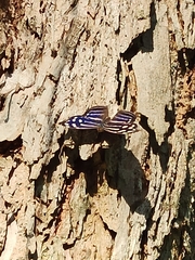 Myscelia cyaniris cyaniris