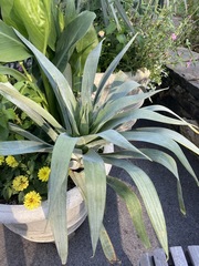 Agave desmettiana
