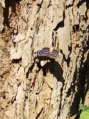 Myscelia cyaniris cyaniris
