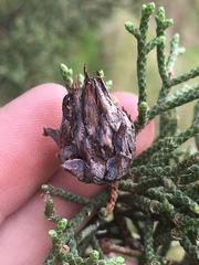 Juniperus californica