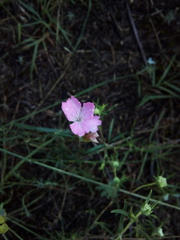 Dianthus campestris