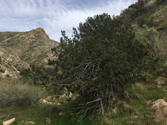 Juniperus californica