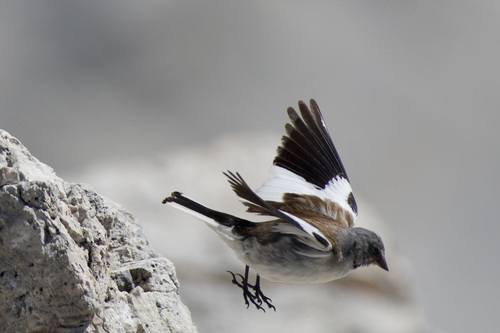 Foto de White-winged Snowfinch