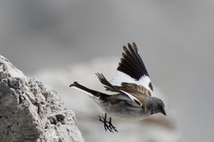 White-Winged Snowfinch photo 3