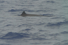 Mesoplodon europaeus