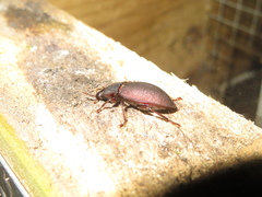Mimopeus