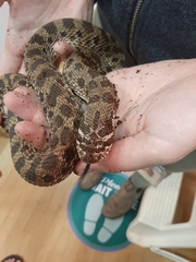 Heterodon