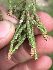 Juniperus californica