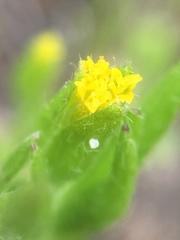 Lasthenia microglossa