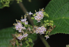 Callicarpa rubella