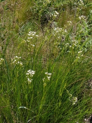 Eremogone longifolia