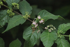 Callicarpa rubella