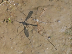 Tipula lateralis