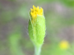 Lasthenia microglossa