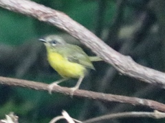 Basileuterus culicivorus