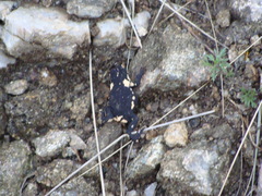 Melanophryniscus stelzneri