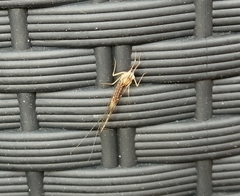 Cloeon dipterum