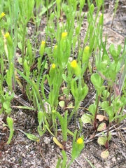 Lasthenia microglossa