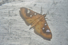 Cotachena alysoni