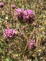 Castilleja densiflora densiflora
