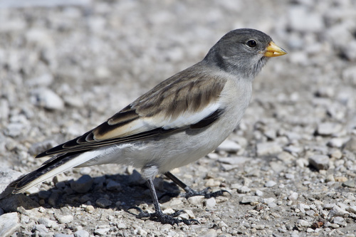 White-winged Snowfinch (Montifringilla nivalis), photo 10