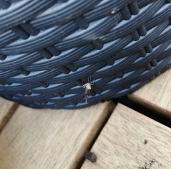 Cloeon dipterum