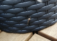 Cloeon dipterum