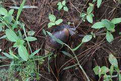 Lissachatina fulica