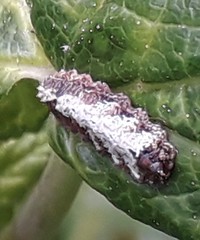 Meligramma triangulifera