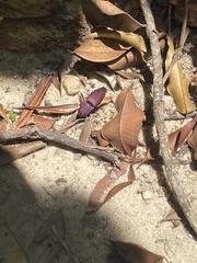 Chalcolepidius porcatus