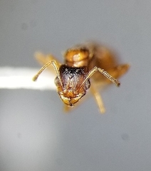 Pheidole pilifera
