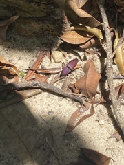 Chalcolepidius porcatus