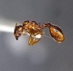 Pheidole pilifera