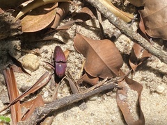 Chalcolepidius porcatus