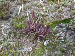 Alloclavaria